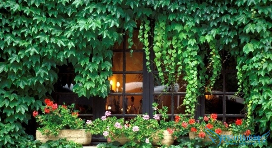 爬山虎的特点 爬山虎的作用有哪些?