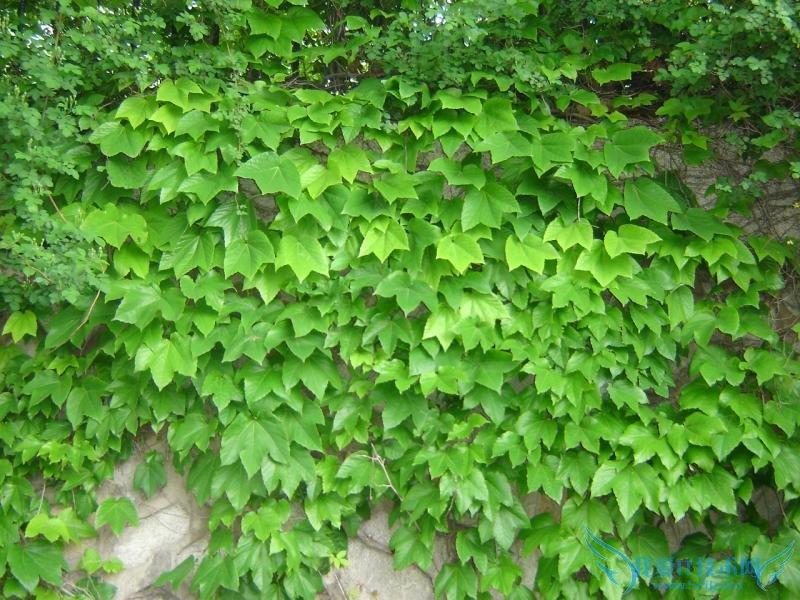爬山虎的特点 爬山虎的作用有哪些?