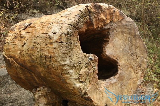 树化石如何鉴定