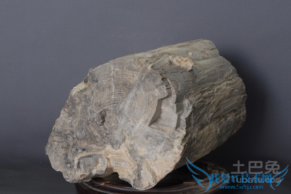 树化石如何鉴定
