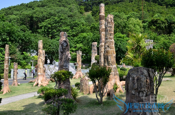 树化石如何鉴定