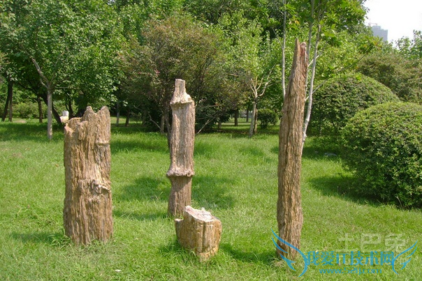 树化石如何鉴定