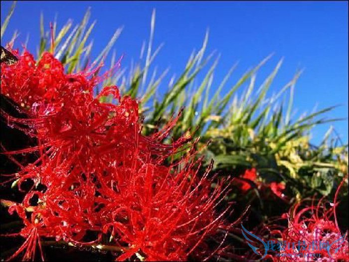 彼岸花的传说 彼岸花图片 彼岸花的花语