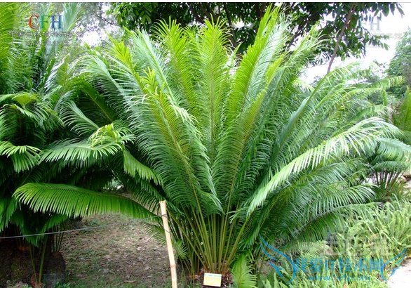 苏铁是什么植物 苏铁是什么植物