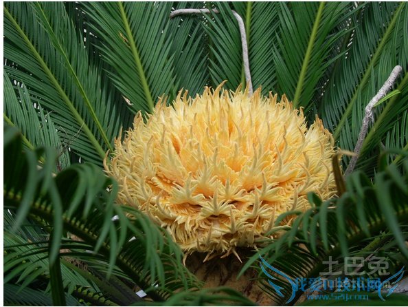 苏铁是什么植物 苏铁是什么植物