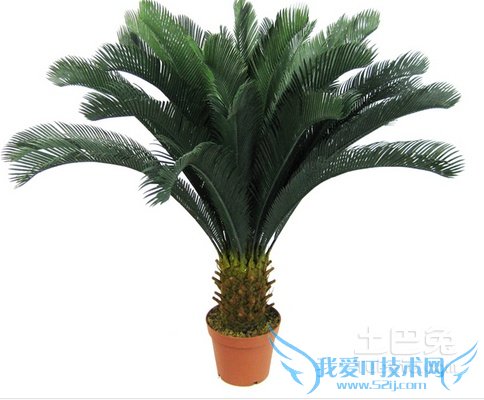 苏铁是什么植物 苏铁是什么植物