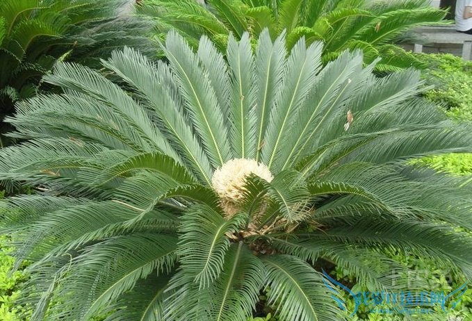 苏铁是什么植物 苏铁是什么植物