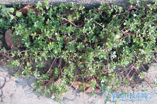 马苋菜的功效与作用