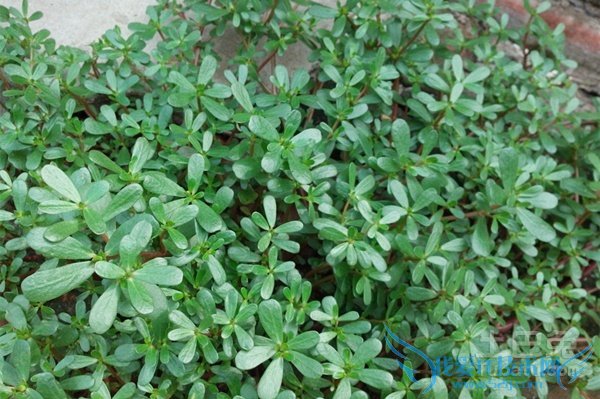 马苋菜的功效与作用