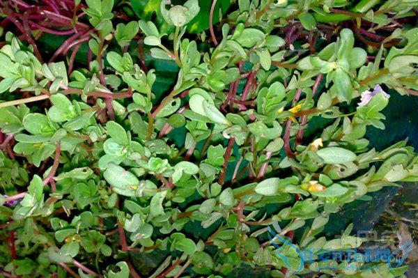 马苋菜的功效与作用