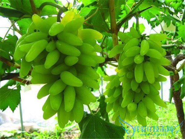 金手指葡萄种植 金手指葡萄种植