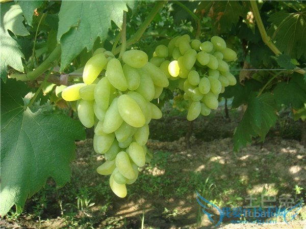 金手指葡萄种植 金手指葡萄种植