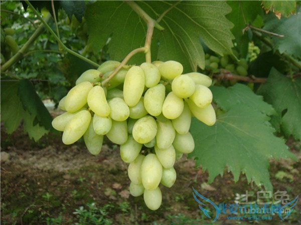 金手指葡萄种植 金手指葡萄种植