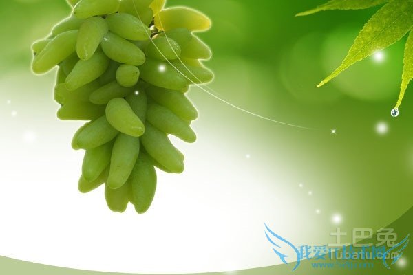 金手指葡萄种植