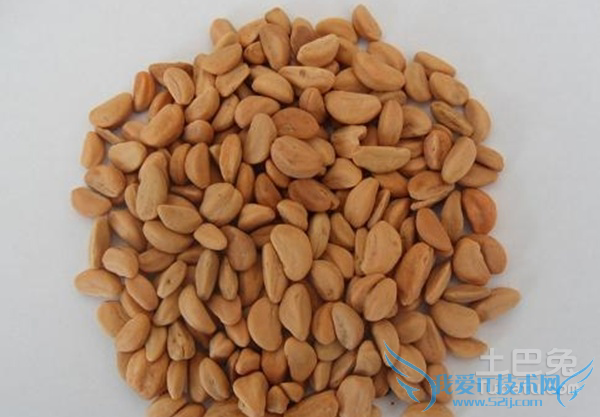 柏子仁食用方法