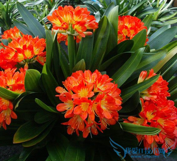 强烈推荐:君子兰叶子发黄的10种解决方法