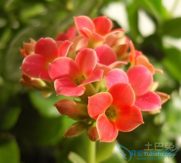 长寿花的繁殖方法 长寿花的繁殖方法