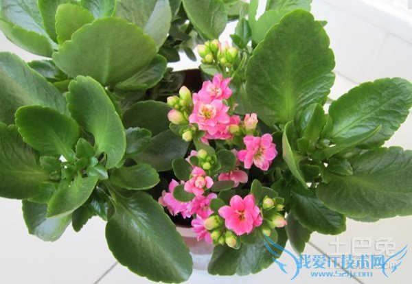 长寿花的繁殖方法 长寿花的繁殖方法