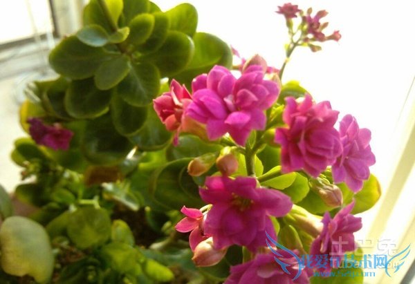 长寿花的繁殖方法 长寿花的繁殖方法