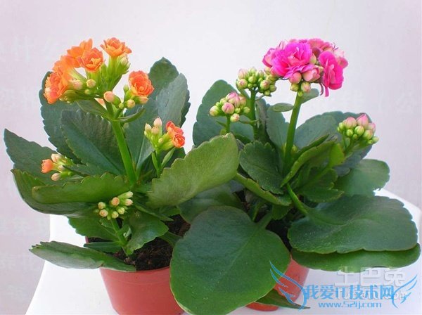 长寿花的繁殖方法 长寿花的繁殖方法