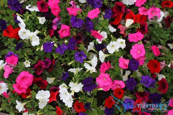 牵牛花的资料 牵牛花的资料