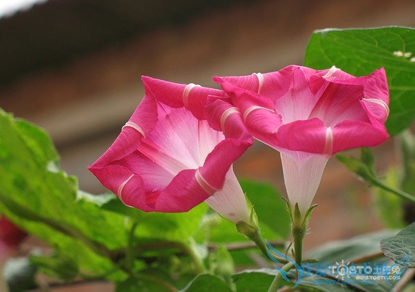 牵牛花的资料 牵牛花的资料