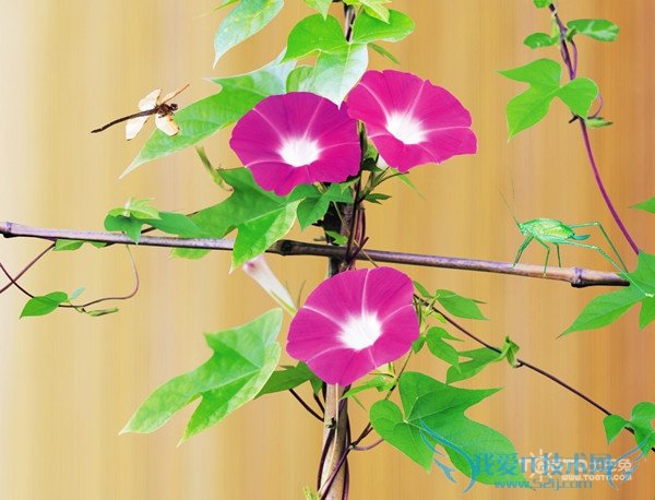 牵牛花的资料 牵牛花的资料