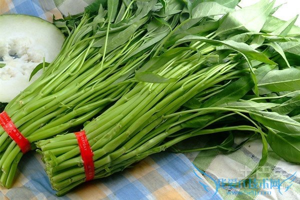 空心菜种植方法 空心菜种植方法