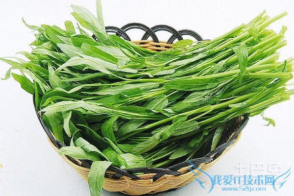 空心菜种植方法 空心菜种植方法