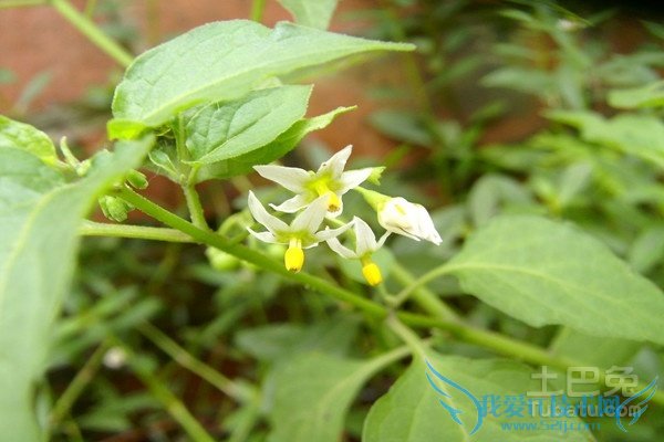 白花蛇草 白花蛇草