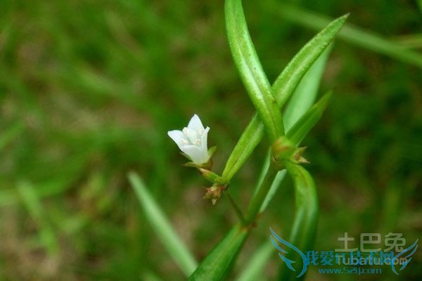 白花蛇草 白花蛇草