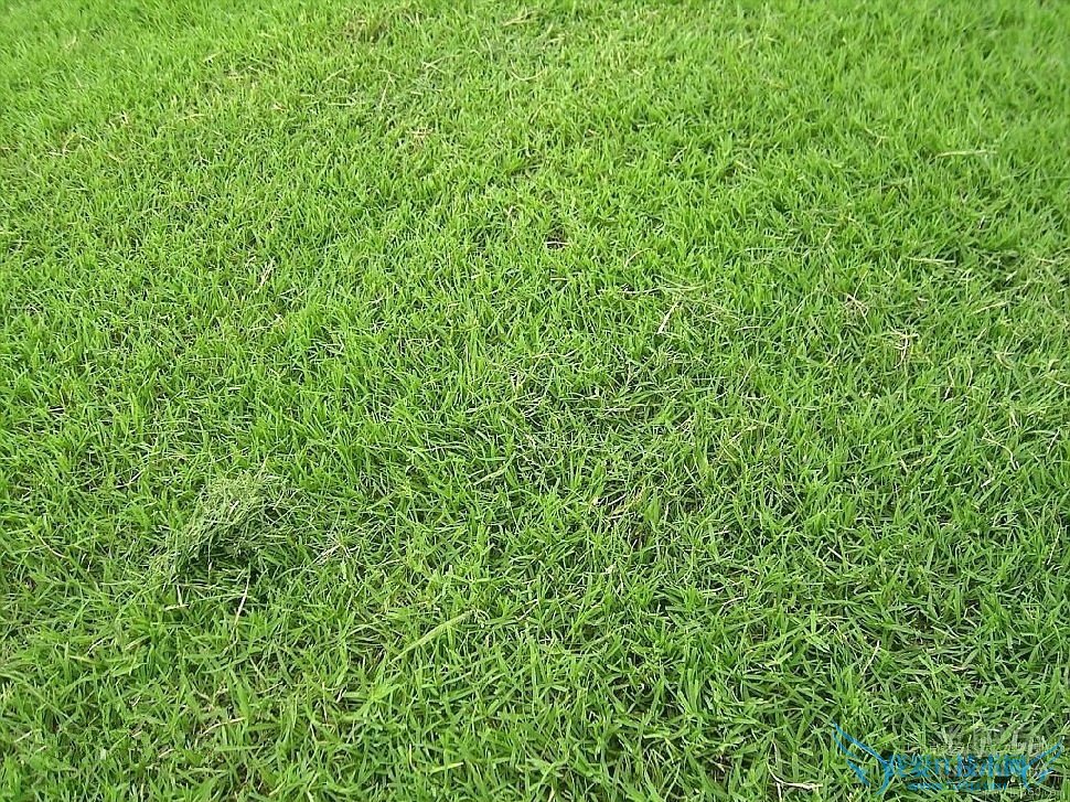 台湾草种植 台湾草种植