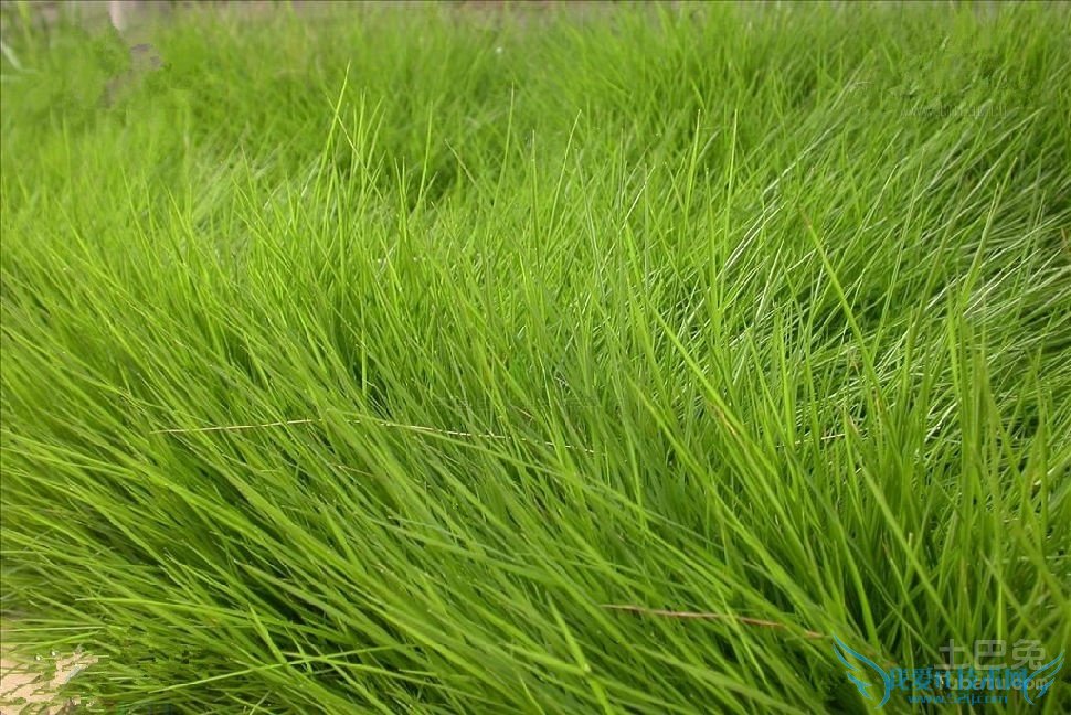 台湾草种植 台湾草种植