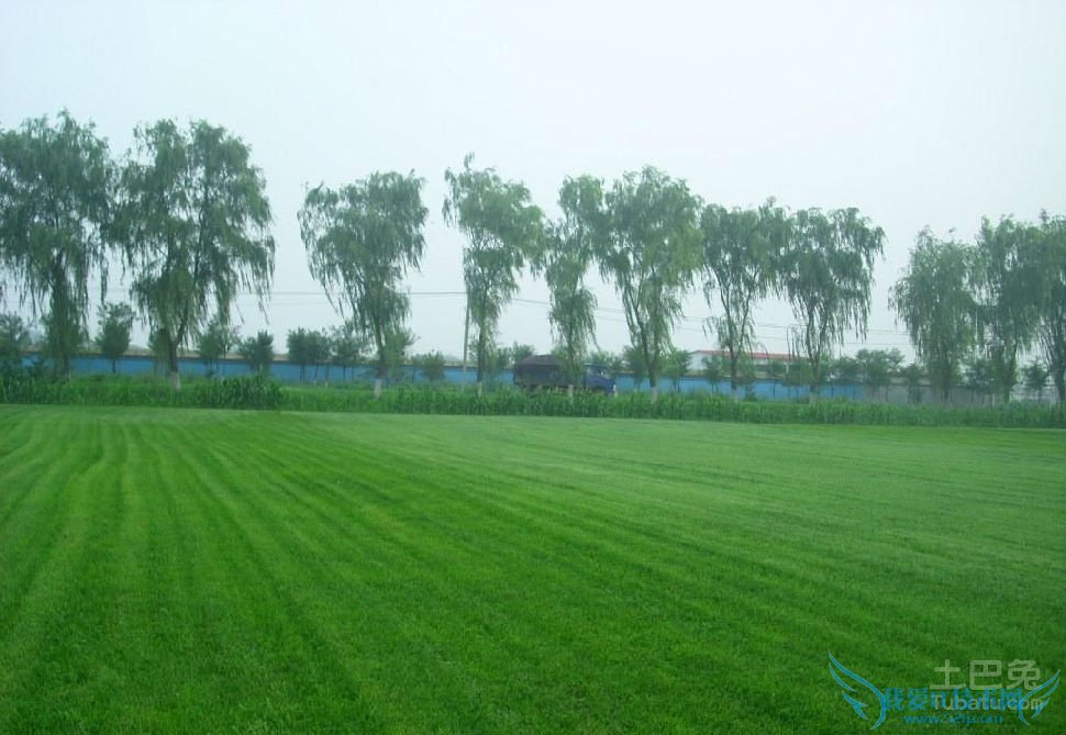 台湾草种植 台湾草种植