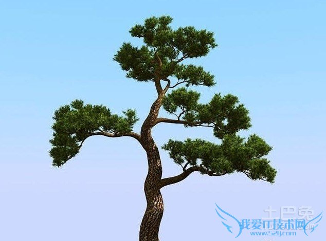 松树苗品种 松树苗品种