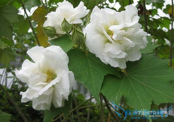 ľܽͼƬȫ ľܽͼƬͼϽ