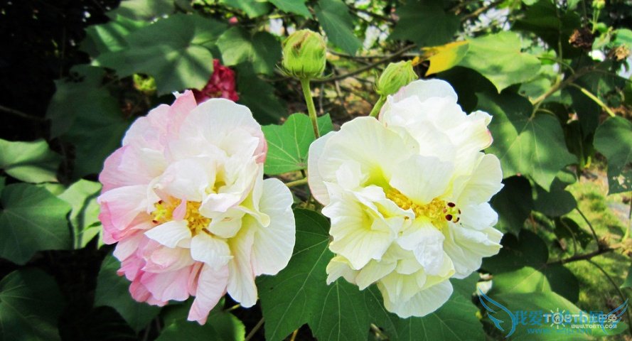 ľܽͼƬȫ ľܽͼƬͼϽ