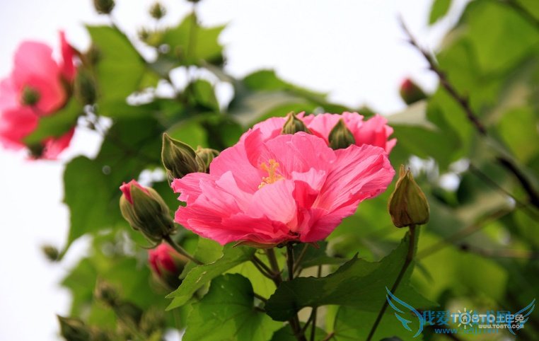 ľܽͼƬȫ ľܽͼƬͼϽ