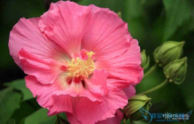 ľܽͼƬȫ ľܽͼƬͼϽ