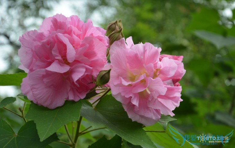 ľܽͼƬȫ ľܽͼƬͼϽ