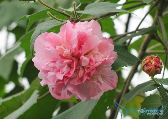 ľܽͼƬȫ ľܽͼƬͼϽ