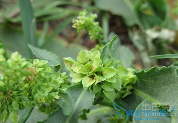 羊蹄根的功效与作用