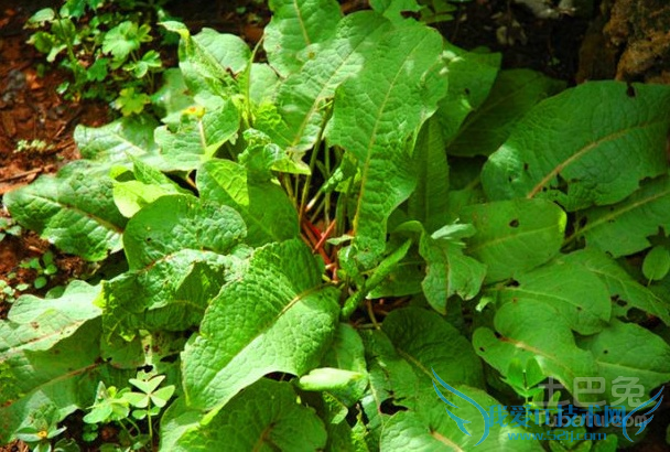 羊蹄根的功效与作用
