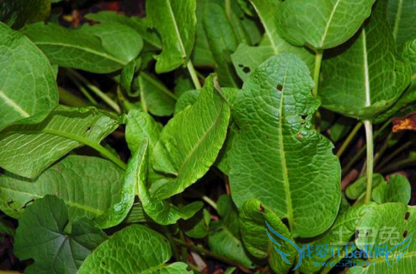 羊蹄根的功效与作用