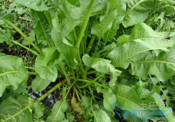 羊蹄根的功效与作用