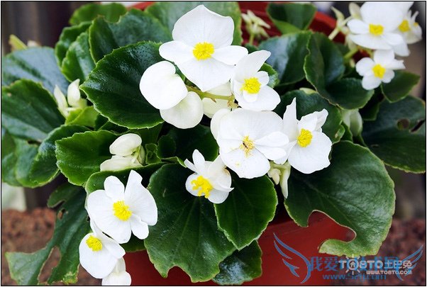 海棠花的种类及图片欣赏