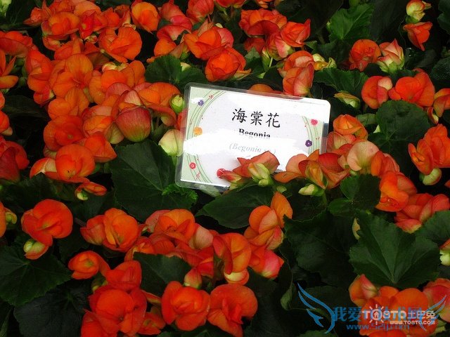 海棠花的种类及图片欣赏