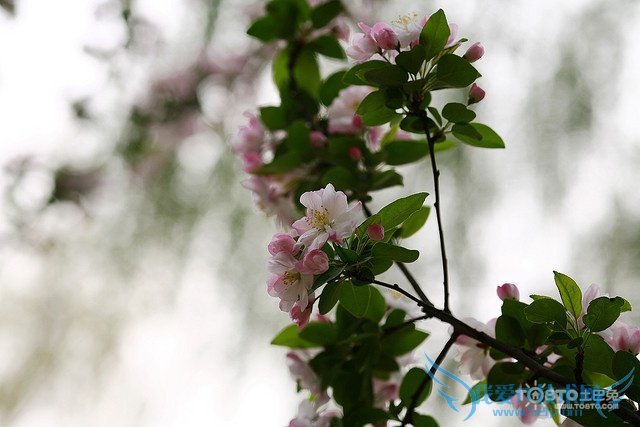 海棠花的种类及图片欣赏