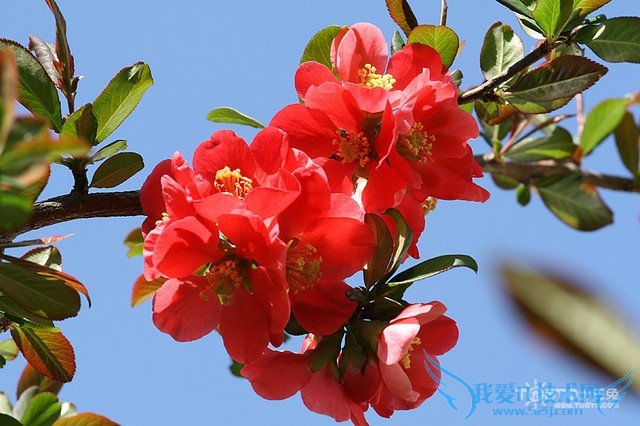海棠花的种类及图片欣赏