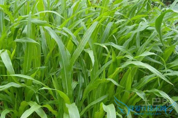 墨西哥玉米草价格